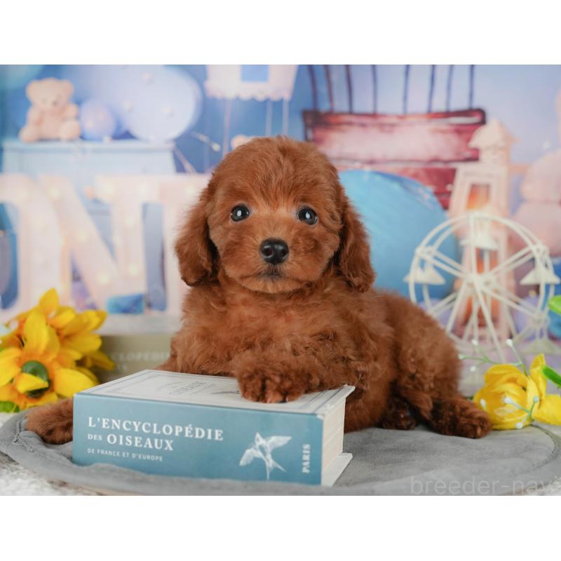 販売中の千葉県のトイプードル-431602の11枚目