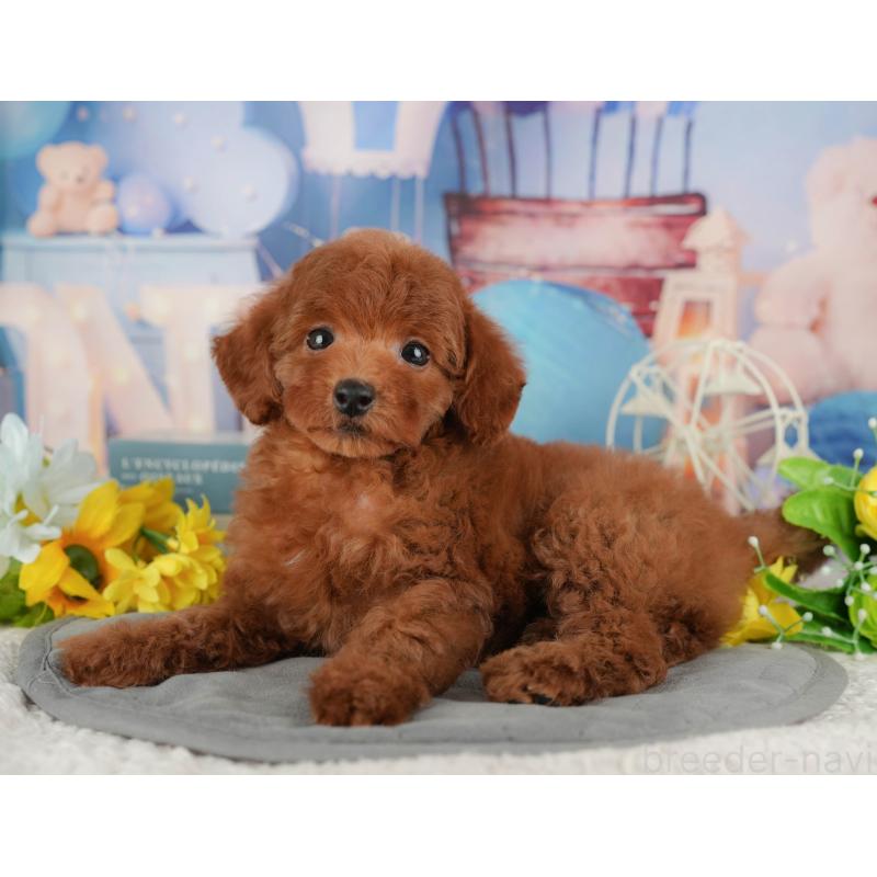 販売中の千葉県のトイプードル-431602の10枚目