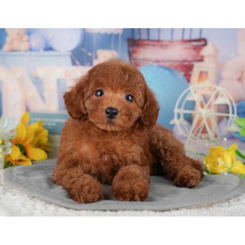 販売中の千葉県のトイプードル-431602の9枚目