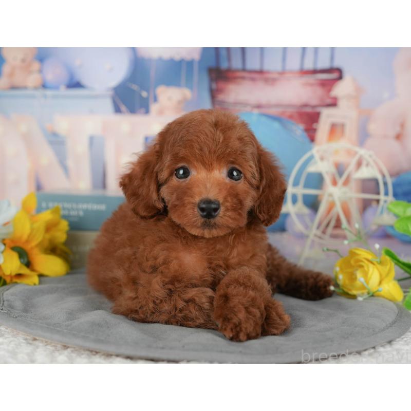 販売中の千葉県のトイプードル-431602の8枚目