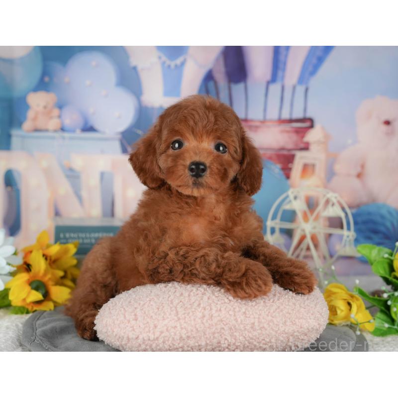 販売中の千葉県のトイプードル-431602の7枚目