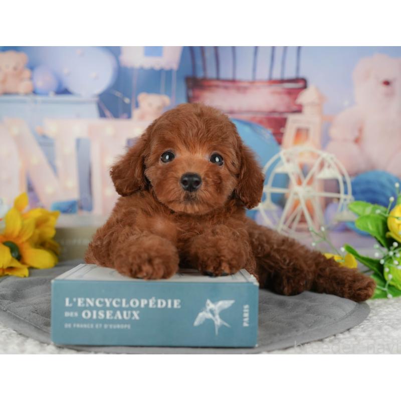 販売中の千葉県のトイプードル-431602の6枚目