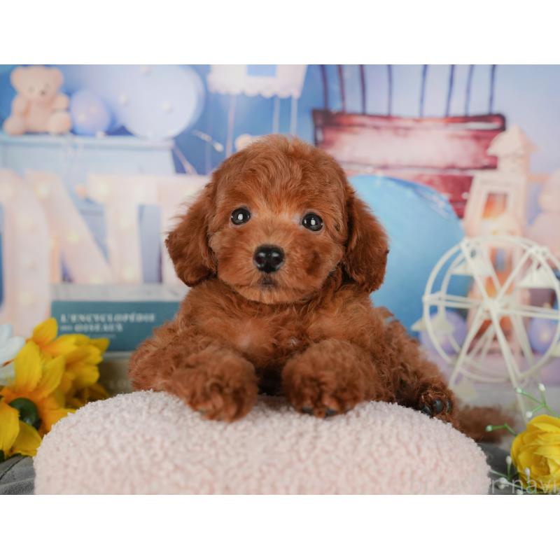 販売中の千葉県のトイプードル-431602の5枚目