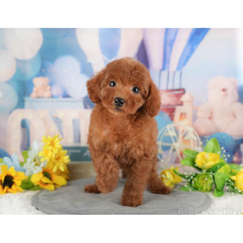 販売中の千葉県のトイプードル-431602の4枚目