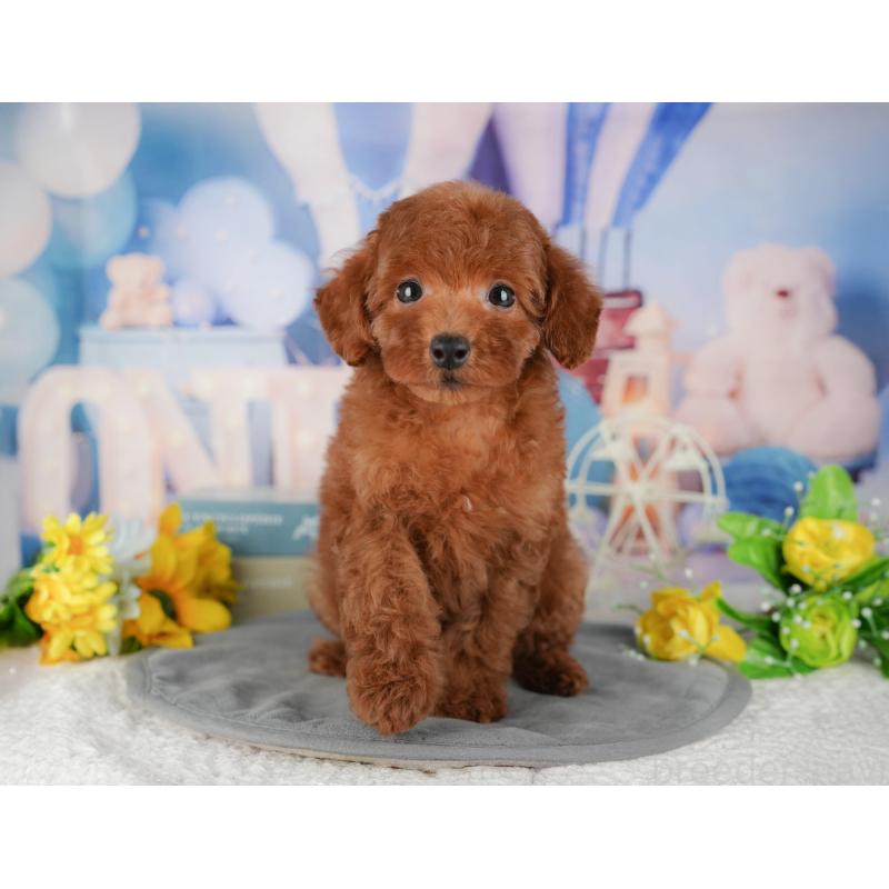 販売中の千葉県のトイプードル-431602の3枚目