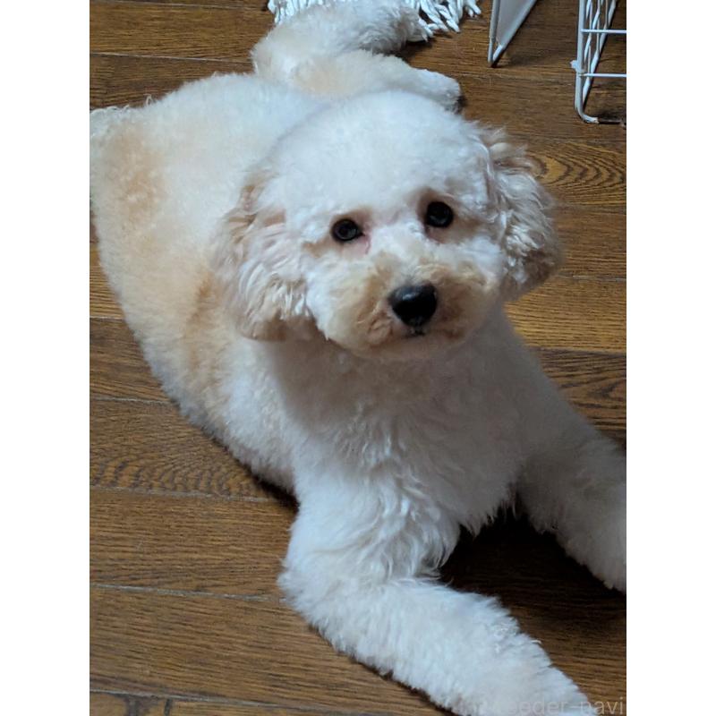 販売中の新潟県のトイプードル-431348の6枚目