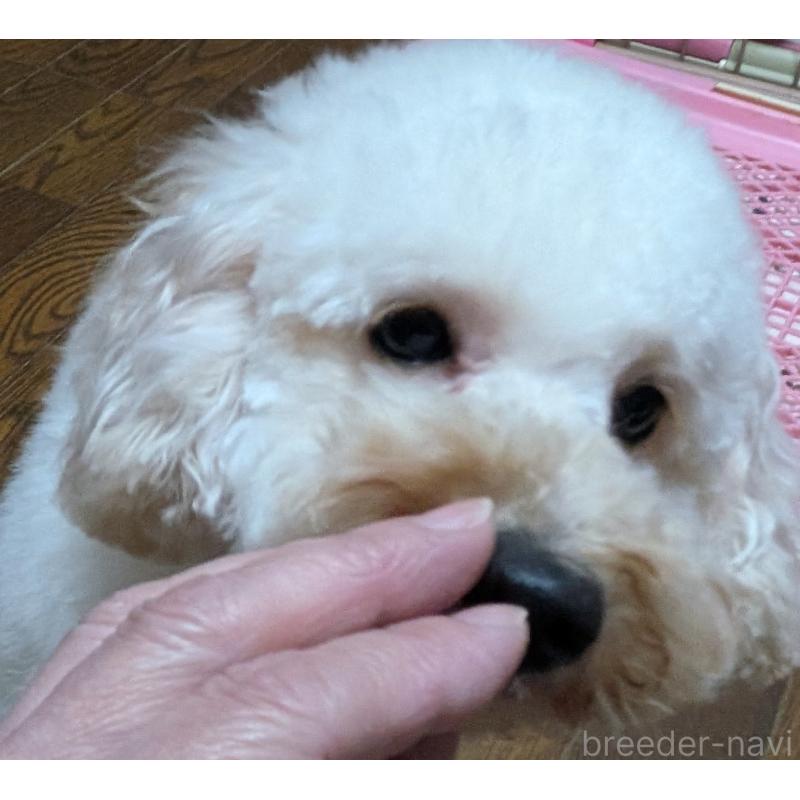 販売中の新潟県のトイプードル-431348の5枚目