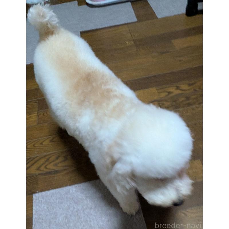 販売中の新潟県のトイプードル-431348の4枚目