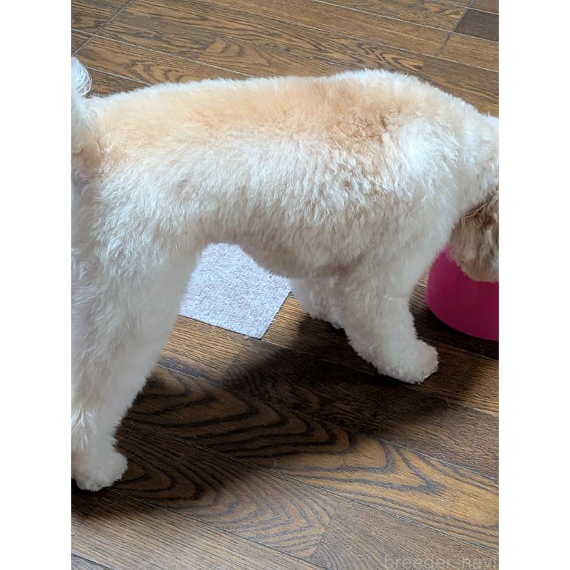 販売中の新潟県のトイプードル-431348の3枚目