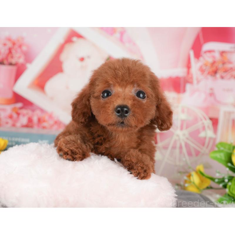 販売中の千葉県のトイプードル-431604