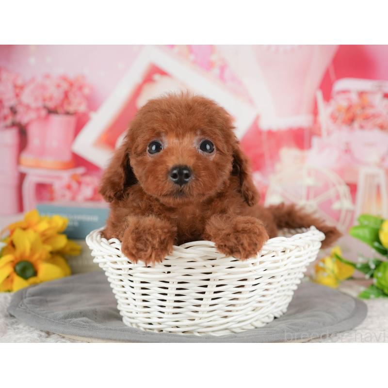 販売中の千葉県のトイプードル-431604の11枚目