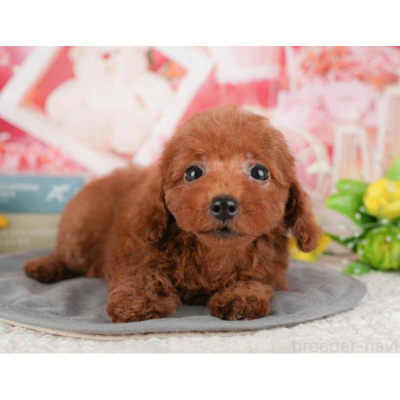 販売中の千葉県のトイプードル-431604の10枚目