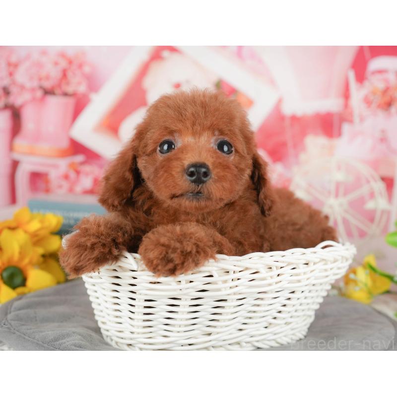 販売中の千葉県のトイプードル-431604の9枚目