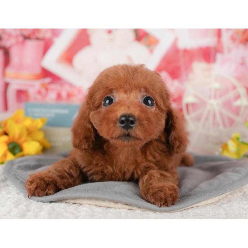 販売中の千葉県のトイプードル-431604の8枚目