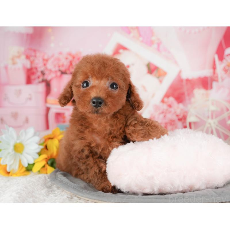 販売中の千葉県のトイプードル-431604の7枚目