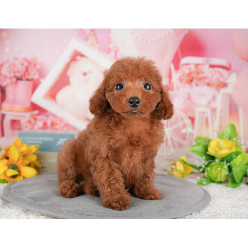 販売中の千葉県のトイプードル-431604の6枚目