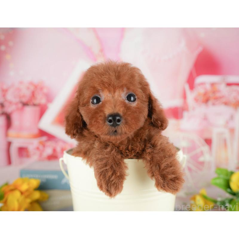 販売中の千葉県のトイプードル-431604の5枚目