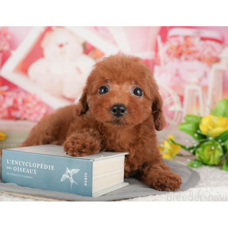 販売中の千葉県のトイプードル-431604の4枚目