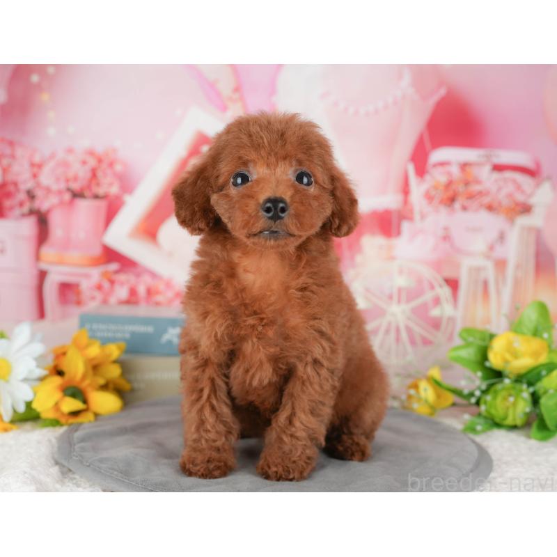 販売中の千葉県のトイプードル-431604の3枚目