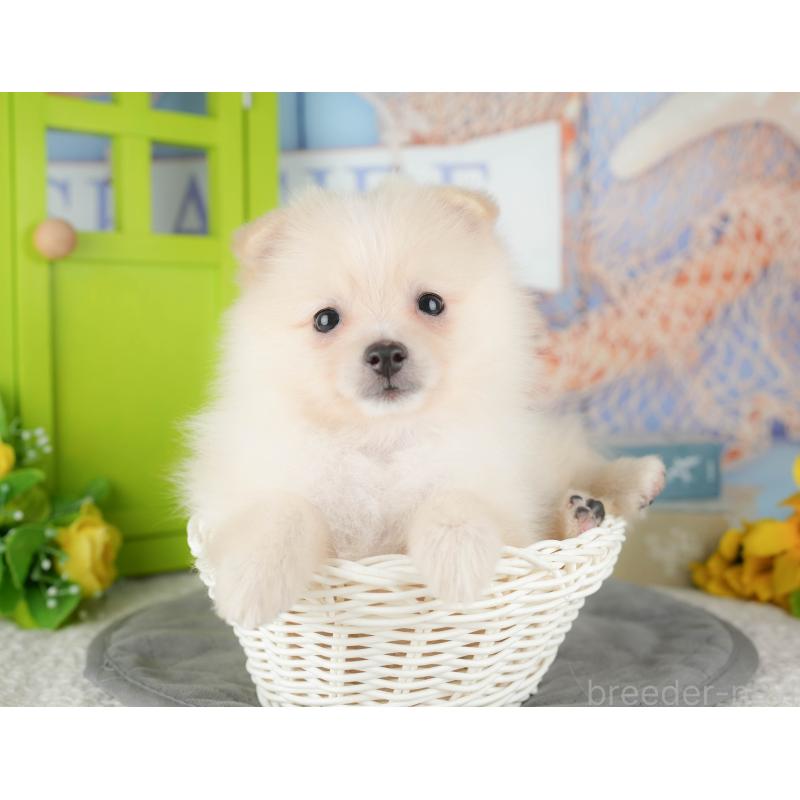 販売中の千葉県のポメラニアン-431607の11枚目