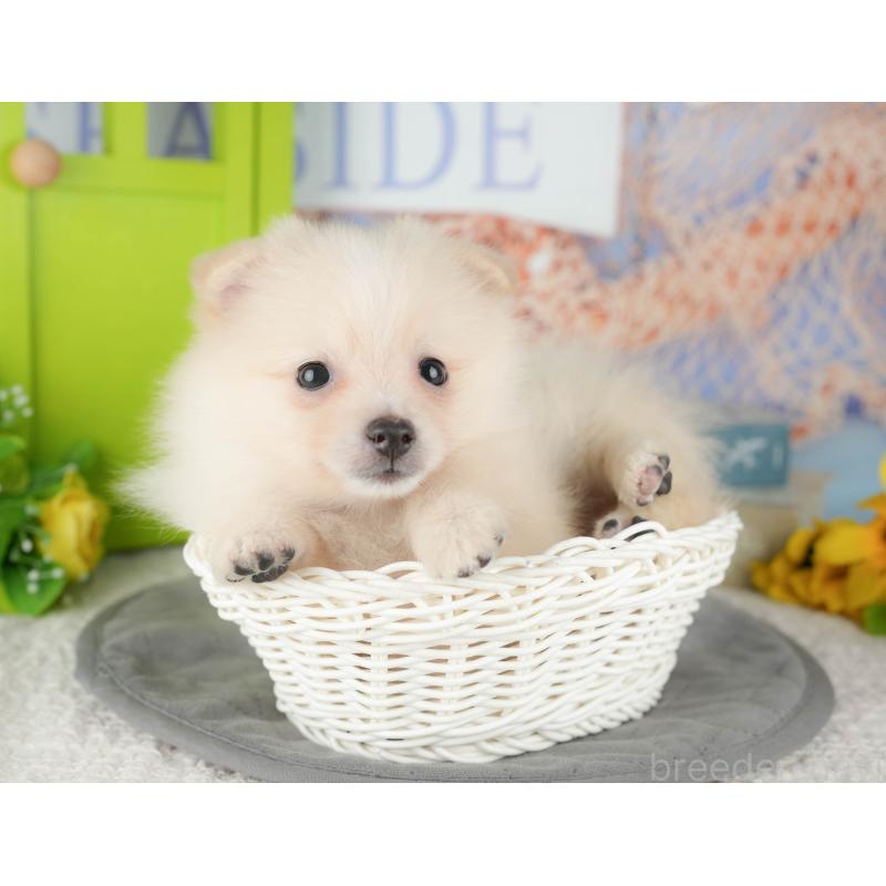 販売中の千葉県のポメラニアン-431607の10枚目
