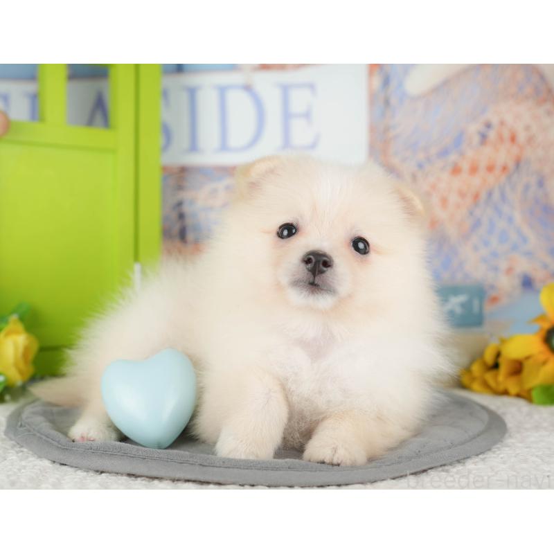 販売中の千葉県のポメラニアン-431607の9枚目