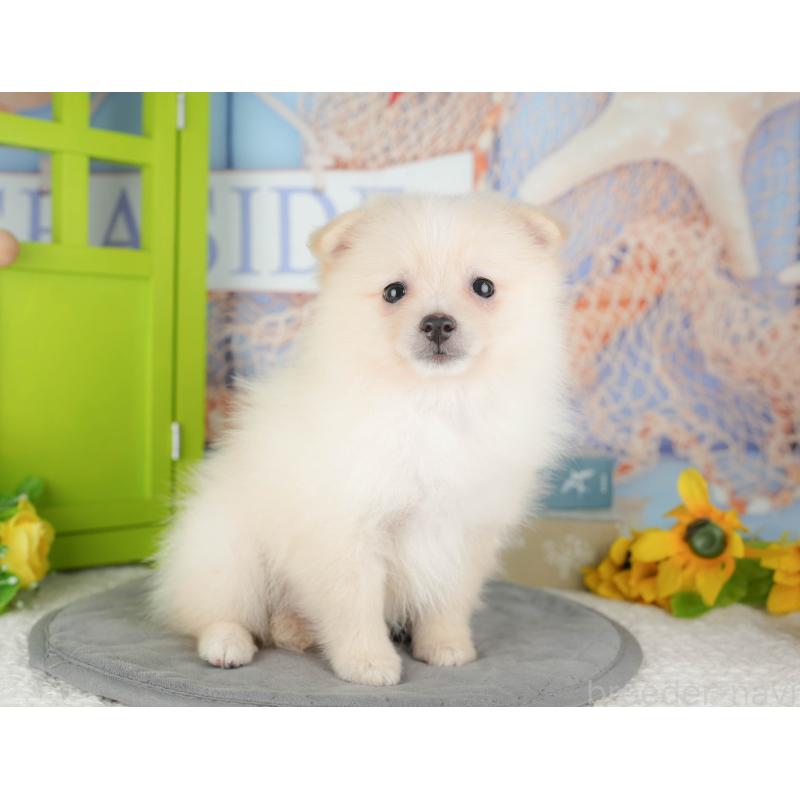 販売中の千葉県のポメラニアン-431607の5枚目