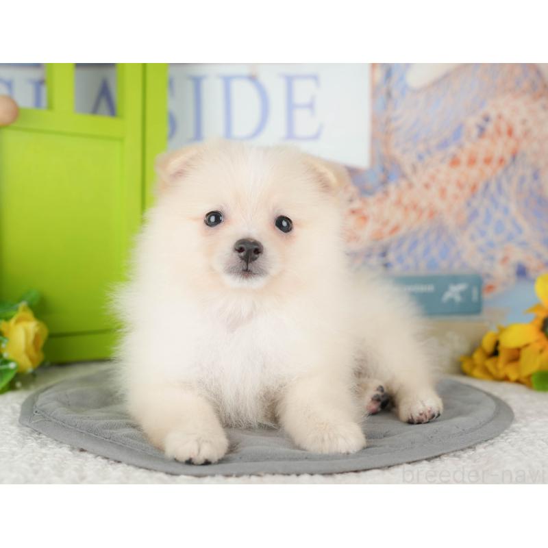 販売中の千葉県のポメラニアン-431607の4枚目