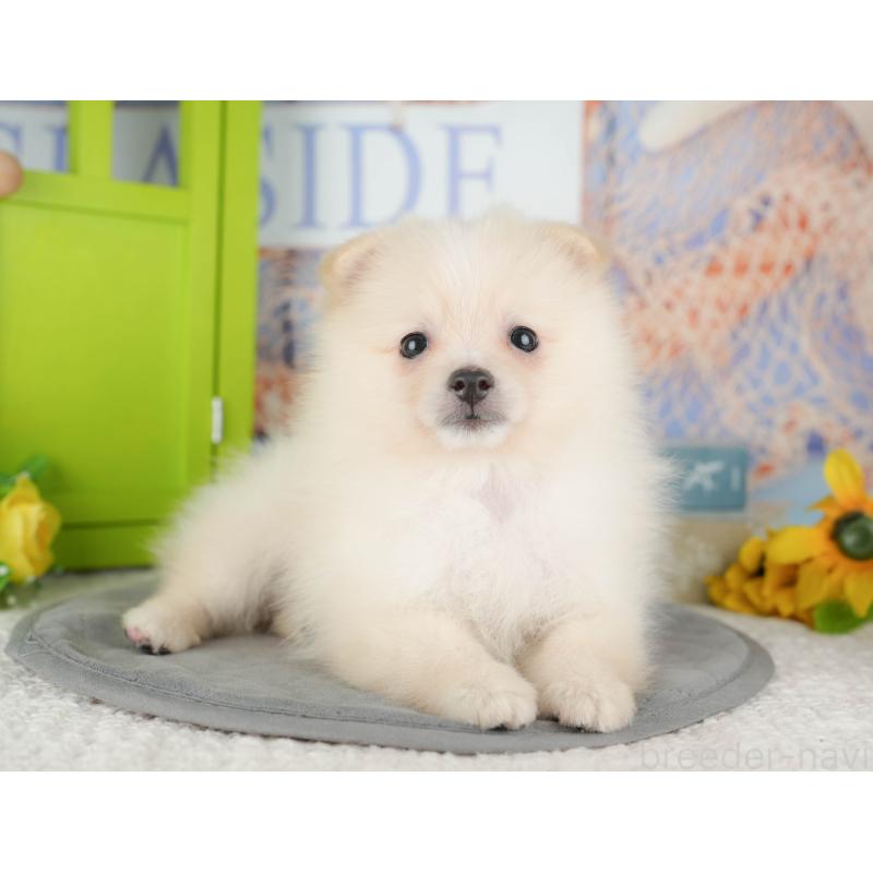 販売中の千葉県のポメラニアン-431607の3枚目