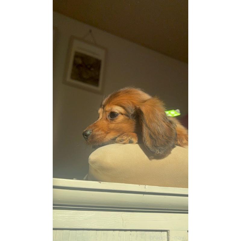 販売中の兵庫県のミニチュアダックスフンド(ロングヘアード)-431346の7枚目