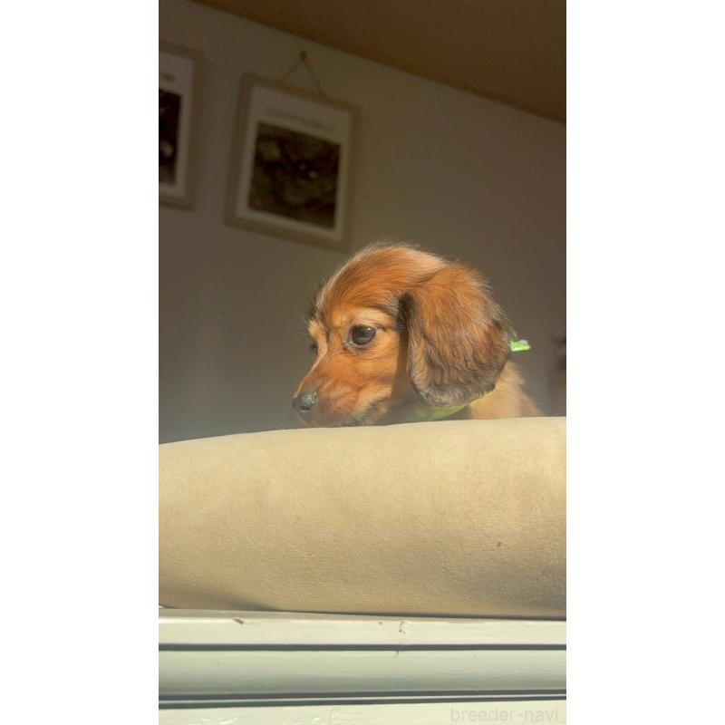 販売中の兵庫県のミニチュアダックスフンド(ロングヘアード)-431346の6枚目