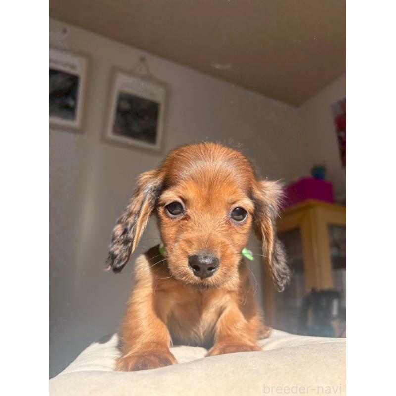 販売中の兵庫県のミニチュアダックスフンド(ロングヘアード)-431346の5枚目