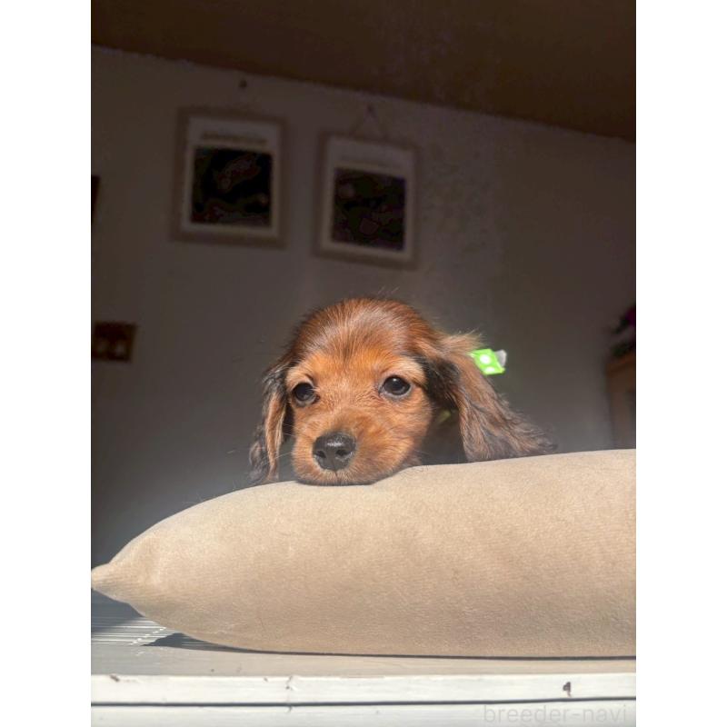 販売中の兵庫県のミニチュアダックスフンド(ロングヘアード)-431346の4枚目