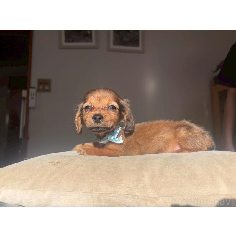 販売中の兵庫県のミニチュアダックスフンド(ロングヘアード)-431346の3枚目