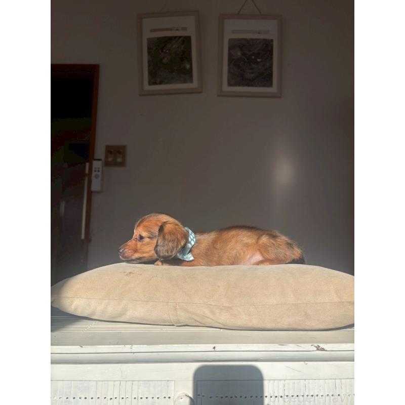 販売中の兵庫県のミニチュアダックスフンド(ロングヘアード)-431346の2枚目