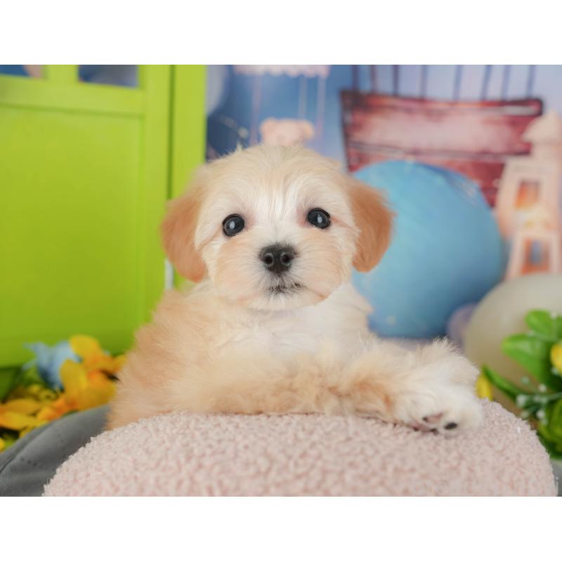 販売中の千葉県のマルプー:マルチーズ×トイプードル-431609の9枚目