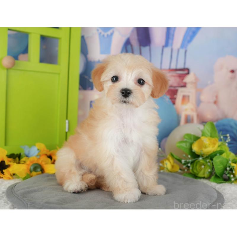 販売中の千葉県のマルプー:マルチーズ×トイプードル-431609の8枚目