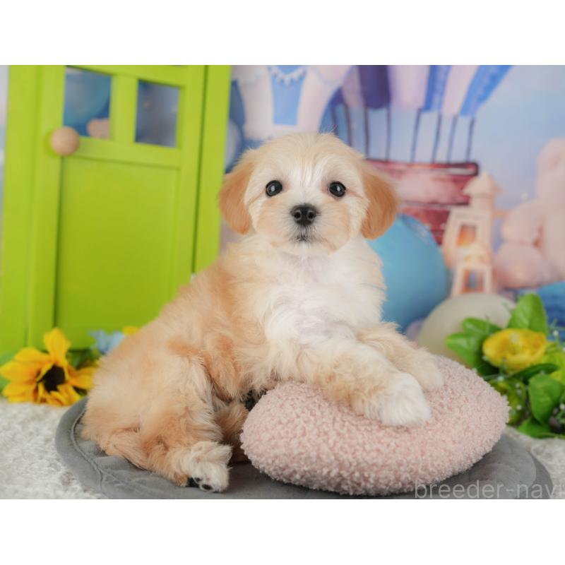 販売中の千葉県のマルプー:マルチーズ×トイプードル-431609の6枚目