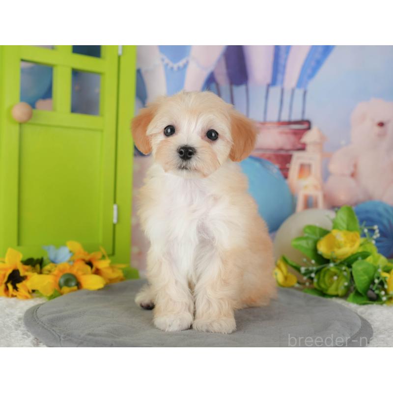 販売中の千葉県のマルプー:マルチーズ×トイプードル-431609の2枚目