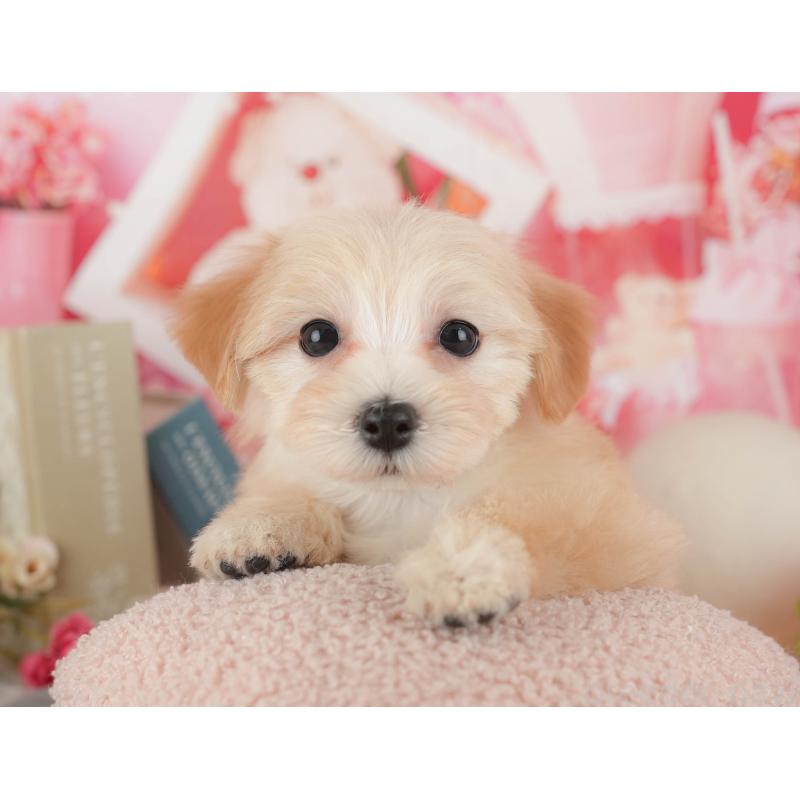 販売中の千葉県のマルプー:マルチーズ×トイプードル-431612