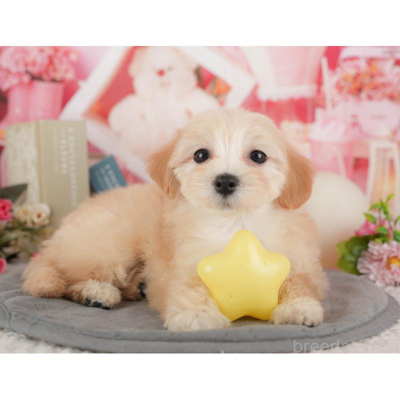 販売中の千葉県のマルプー:マルチーズ×トイプードル-431612の11枚目