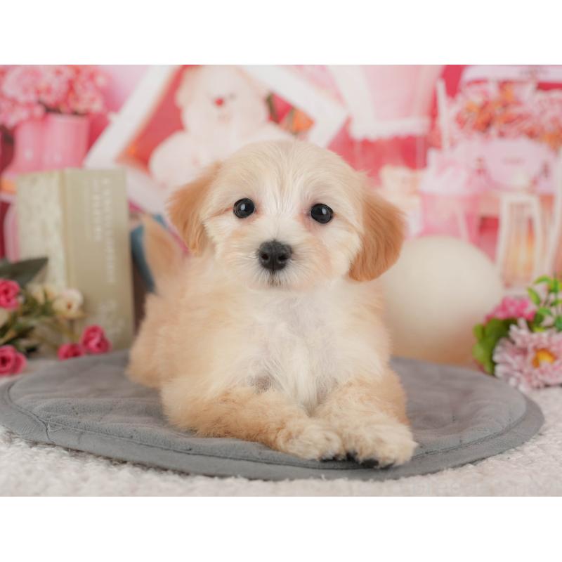 販売中の千葉県のマルプー:マルチーズ×トイプードル-431612の10枚目