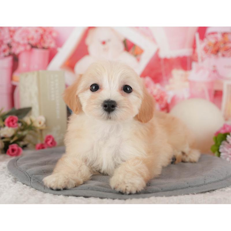 販売中の千葉県のマルプー:マルチーズ×トイプードル-431612の9枚目