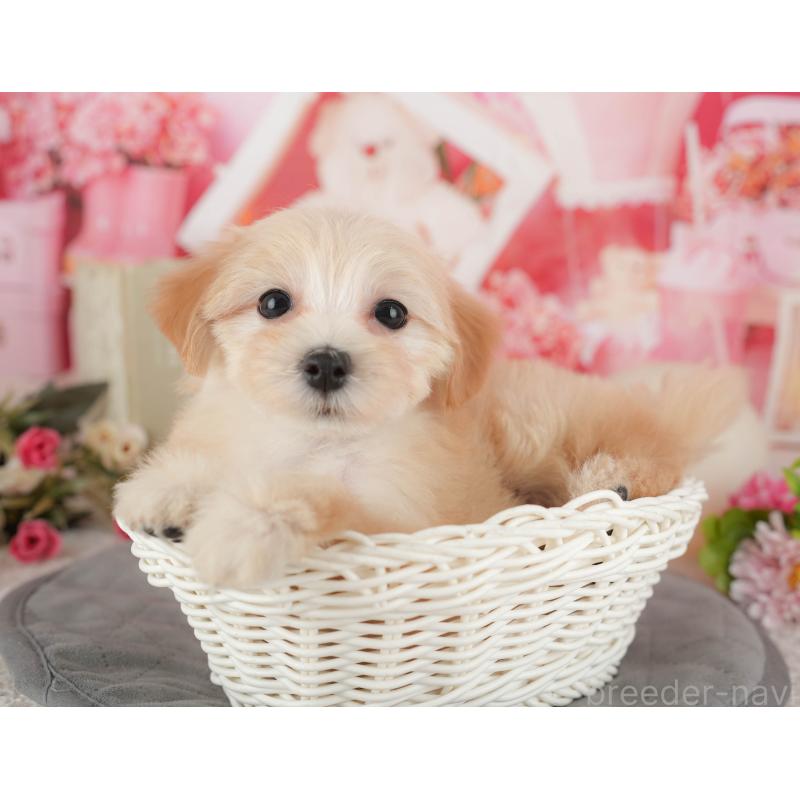 販売中の千葉県のマルプー:マルチーズ×トイプードル-431612の8枚目