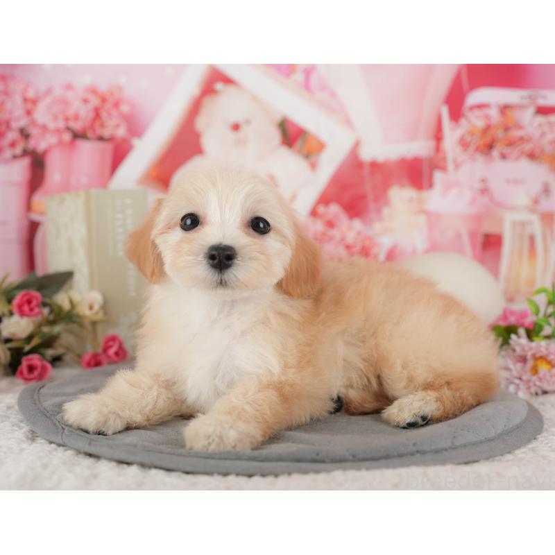 販売中の千葉県のマルプー:マルチーズ×トイプードル-431612の3枚目