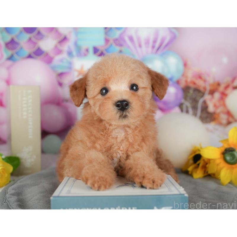 販売中の千葉県のトイプードル-431615