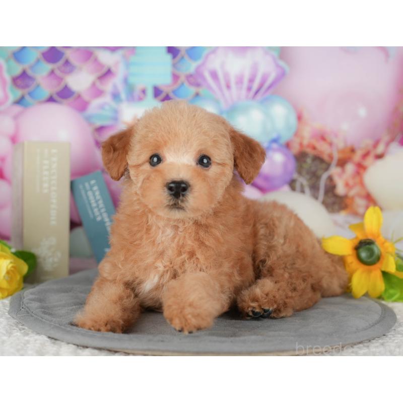 販売中の千葉県のトイプードル-431615の11枚目