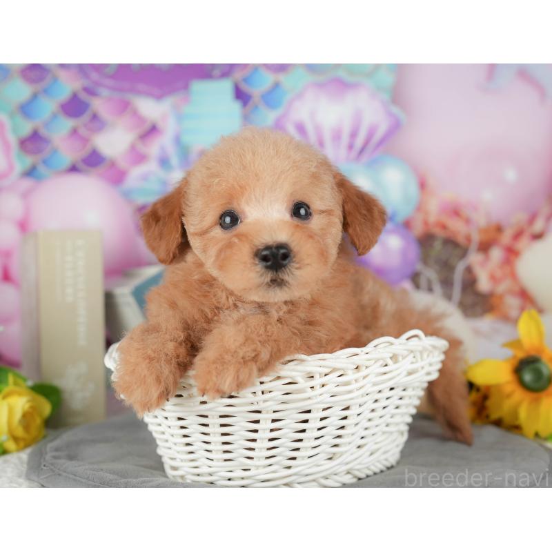 販売中の千葉県のトイプードル-431615の10枚目