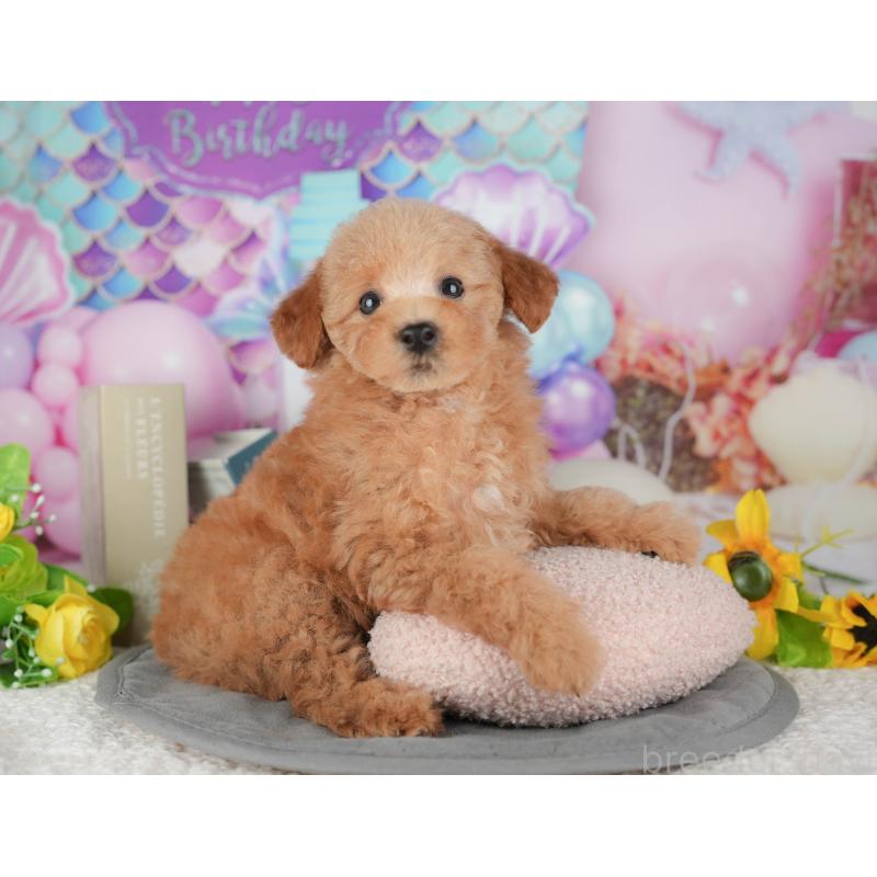 販売中の千葉県のトイプードル-431615の9枚目