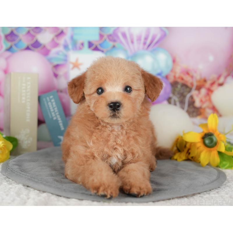 販売中の千葉県のトイプードル-431615の8枚目